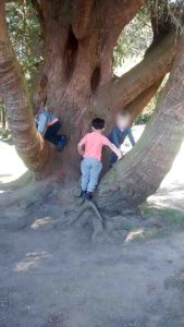 Climb tree edingburgh holiday camp